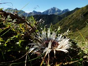 25 Fiore di carlina